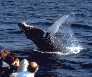 Observation des Baleines - Office du tourisme des USA