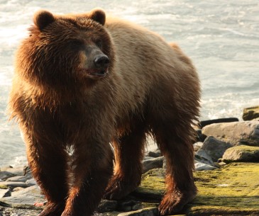 L'observation de la faune sauvage en Alaska - Office du tourisme des USA