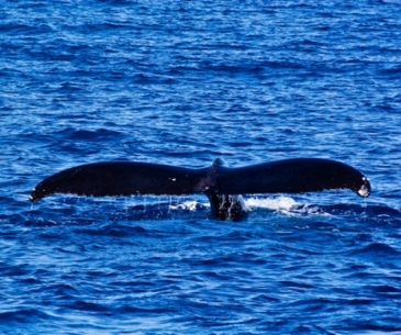 L'observation Des Baleines - Office Du Tourisme Des USA